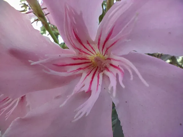 Realme GT foto macro