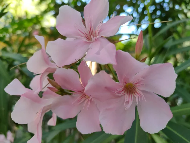 realme GT foto diurna standard