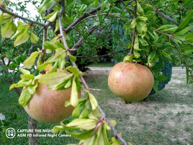 AGM H3 scatto diurno in esterno