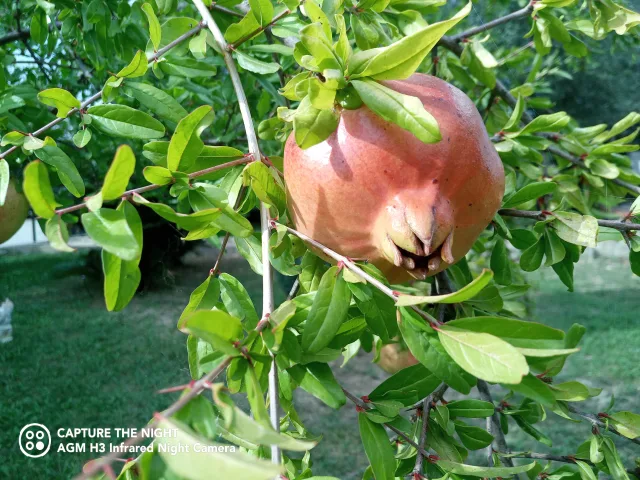 AGM H3 scatto diurno in esterno