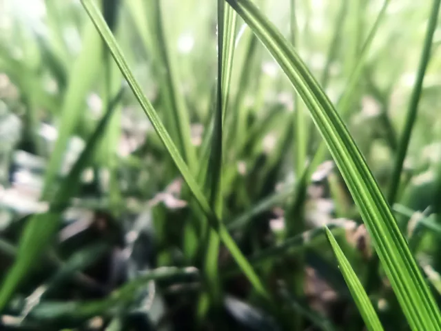 Umidigi Bison X scatto macro 2