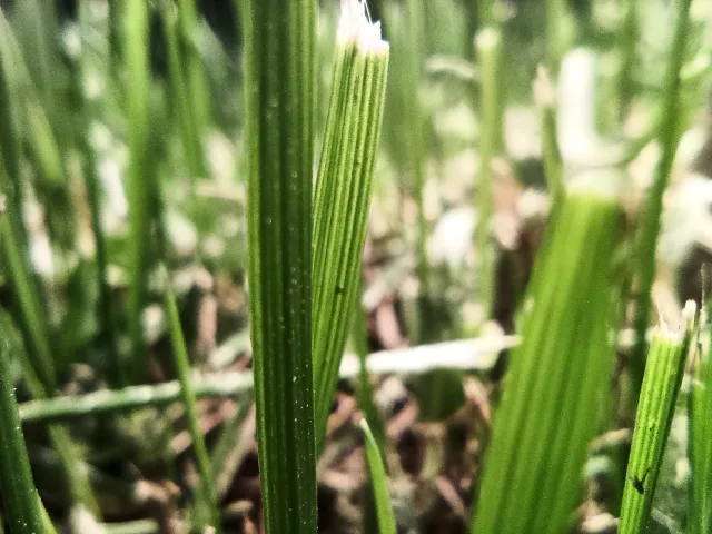 Umidigi Bison X scatto macro 1