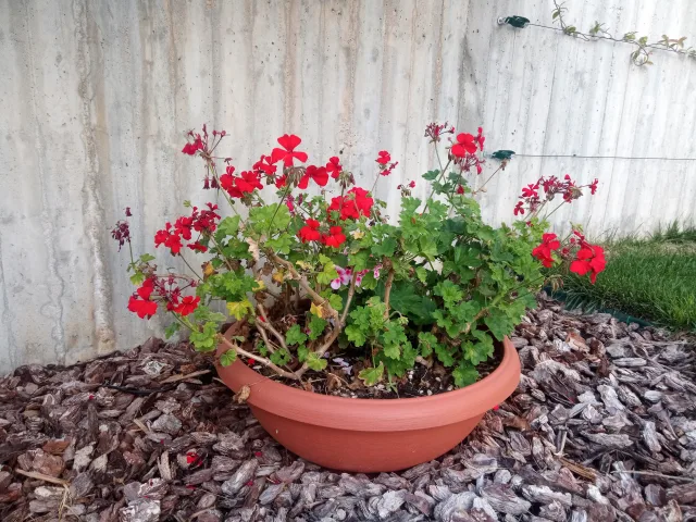 HOTWAV W10 Pro prova di scatto fotocamera