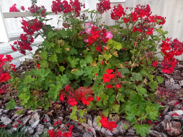 HOTWAV W10 Pro prova di scatto fotocamera