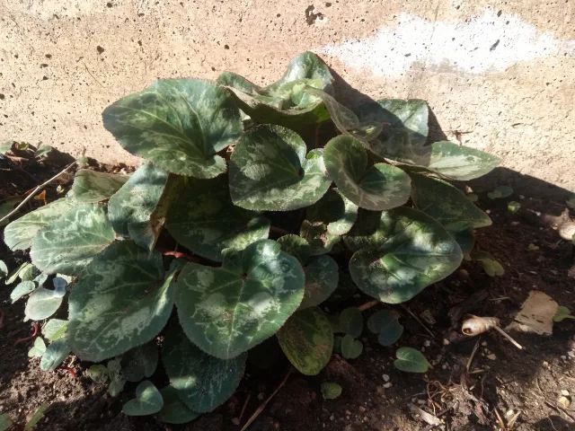 HOTWAV W10 Pro prova di scatto fotocamera