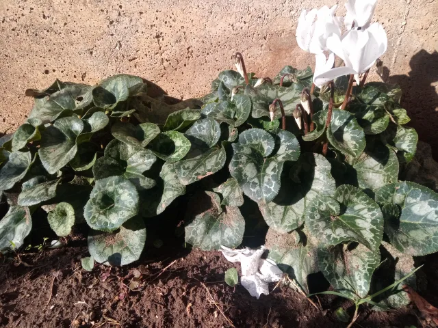 HOTWAV W10 Pro prova di scatto fotocamera